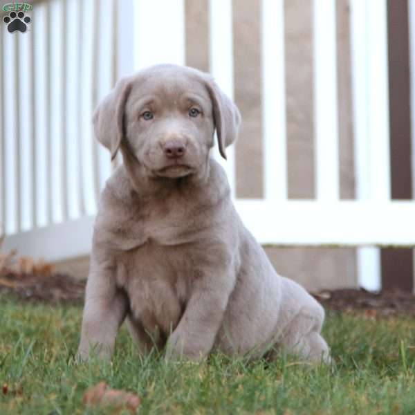 Thor, Silver Labrador Retriever Puppy