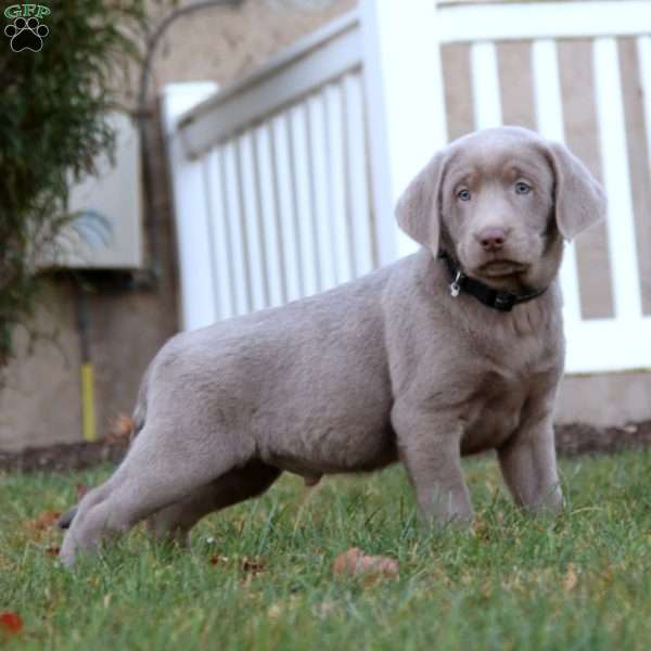 Thunder, Silver Labrador Retriever Puppy