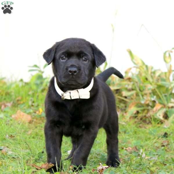 Thunder, Black Labrador Retriever Puppy