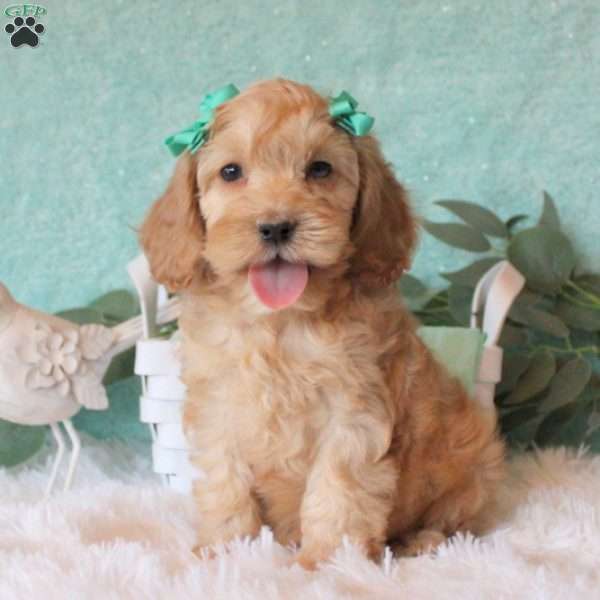 Tiana, Cockapoo Puppy