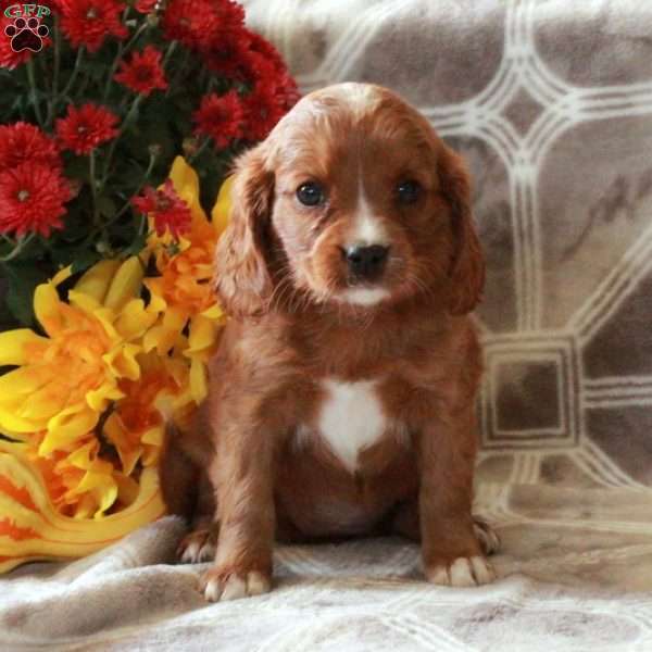 Tillie, Cavalier King Charles Mix Puppy