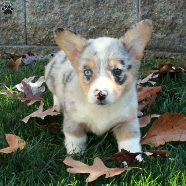 Tillie, Pembroke Welsh Corgi Puppy