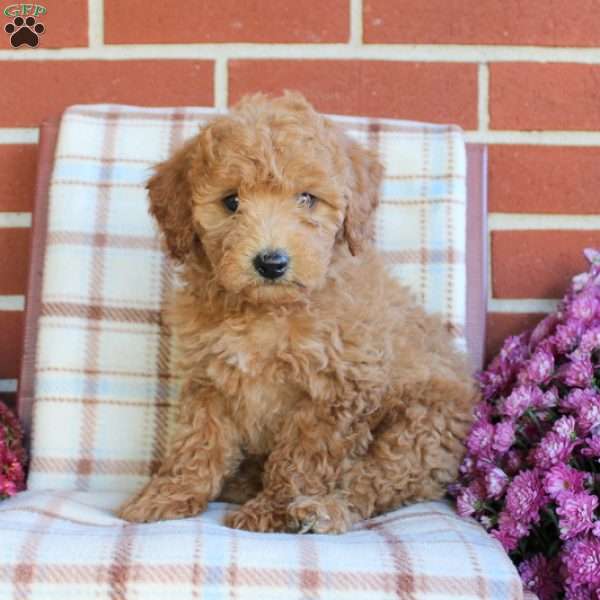 Tillie, Mini Goldendoodle Puppy