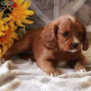 Tillie, Cavalier King Charles Mix Puppy