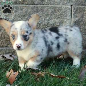 Tillie, Pembroke Welsh Corgi Puppy