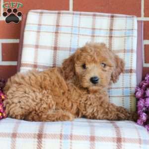 Tillie, Mini Goldendoodle Puppy