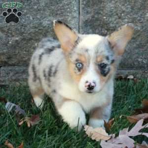 Tillie, Pembroke Welsh Corgi Puppy