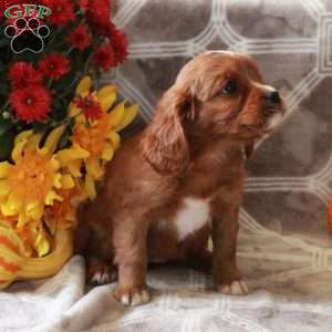 Tillie, Cavalier King Charles Mix Puppy