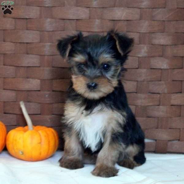 Tilly, Yorkie Puppy