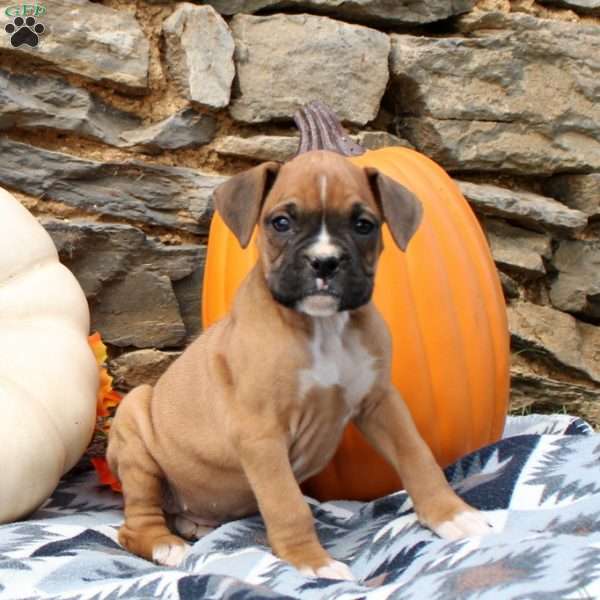 Tilly, Boxer Puppy