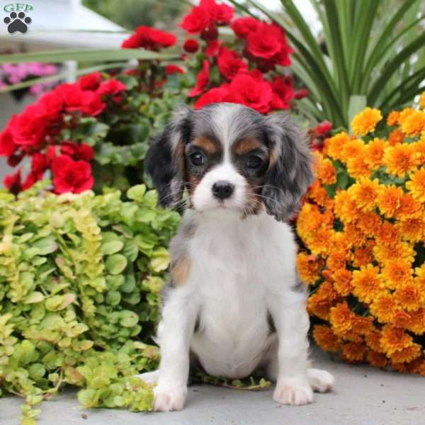 Tilly, Cavalier King Charles Spaniel Puppy