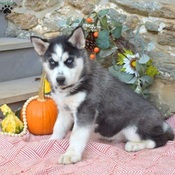 Timber, Siberian Husky Puppy