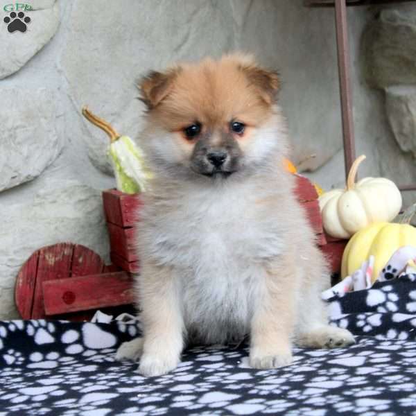 Timmy, Pomeranian Puppy