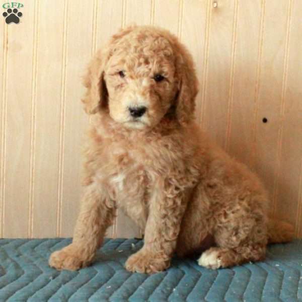 Timmy, Standard Poodle Puppy