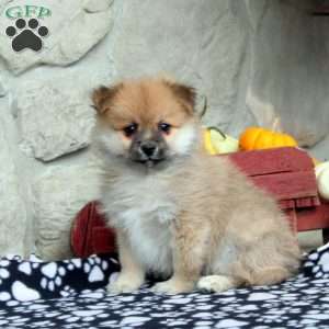 Timmy, Pomeranian Puppy