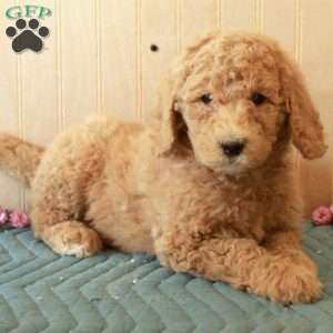 Timmy, Standard Poodle Puppy