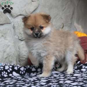 Timmy, Pomeranian Puppy