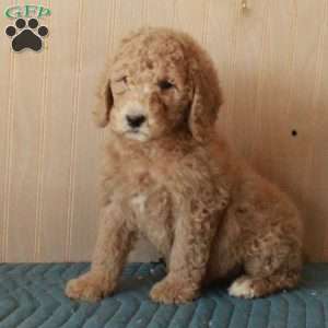 Timmy, Standard Poodle Puppy