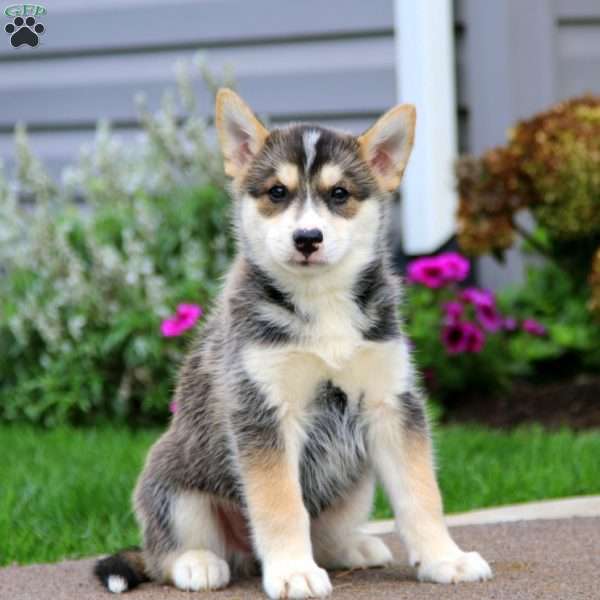 Timmy, Siberian Husky Mix Puppy