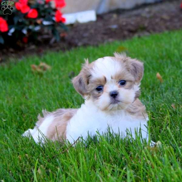 Tina, Shih Tzu Puppy