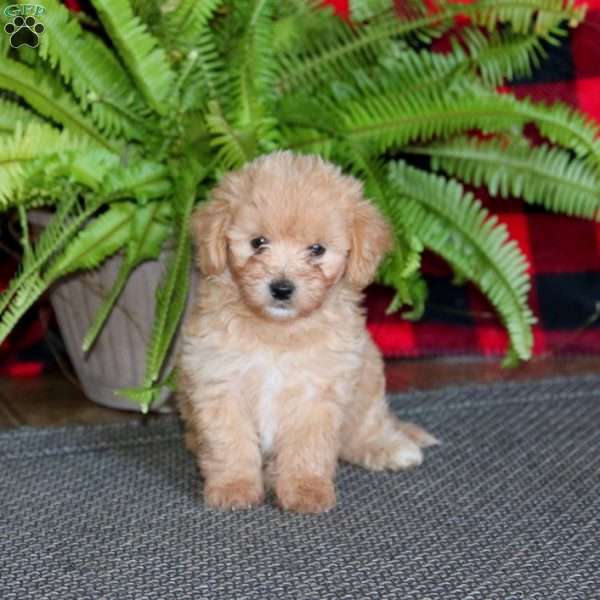 Tina, Maltipoo Puppy