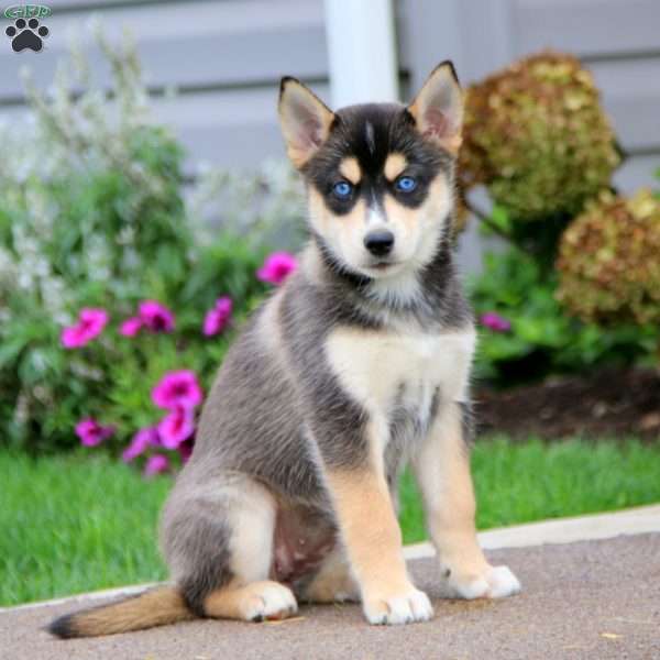 Tina, Siberian Husky Mix Puppy