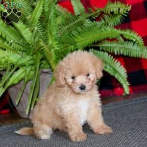 Tina, Maltipoo Puppy