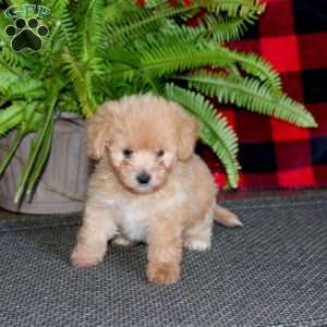 Tina, Maltipoo Puppy