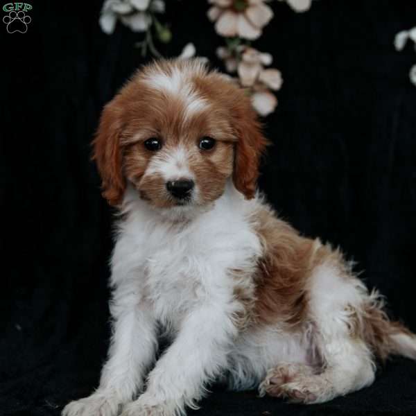 Tina, Cavapoo Puppy