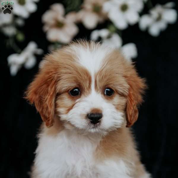 Tinker, Cavapoo Puppy