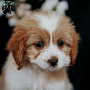 Tinker, Cavapoo Puppy