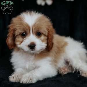 Tinker, Cavapoo Puppy