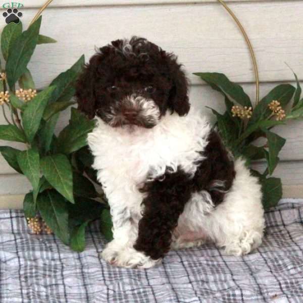 Tippy, Toy Poodle Puppy