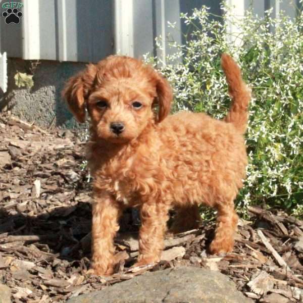 Tippy, Toy Poodle Puppy