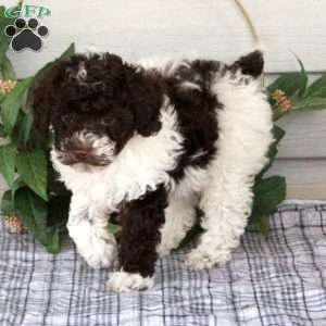 Tippy, Toy Poodle Puppy