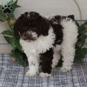 Tippy, Toy Poodle Puppy