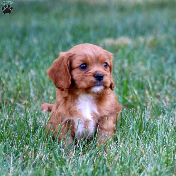 Titus, Cavalier King Charles Spaniel Puppy