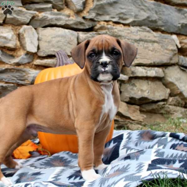 Titus, Boxer Puppy