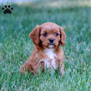 Titus, Cavalier King Charles Spaniel Puppy