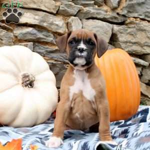 Titus, Boxer Puppy