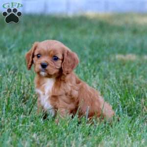 Titus, Cavalier King Charles Spaniel Puppy