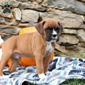 Titus, Boxer Puppy