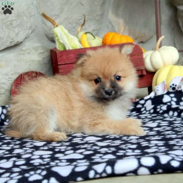 Tobie, Pomeranian Puppy