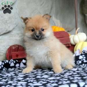 Tobie, Pomeranian Puppy