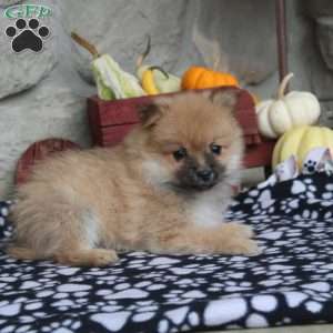 Tobie, Pomeranian Puppy