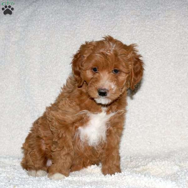 Toby, Mini Goldendoodle Puppy