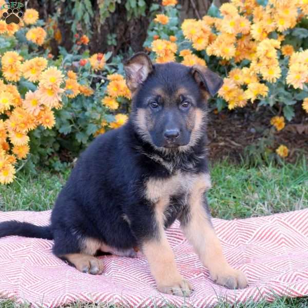 Toby, German Shepherd Puppy