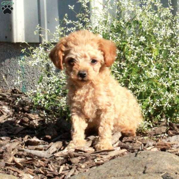 Toby, Toy Poodle Puppy