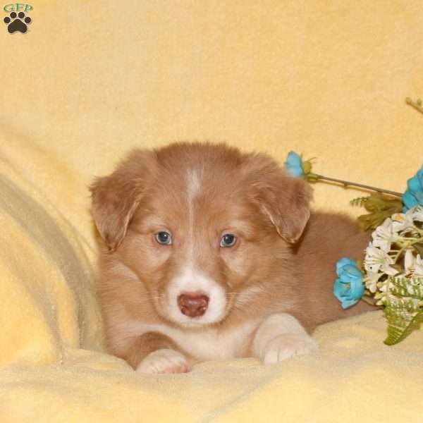 Toby, Border Collie Puppy