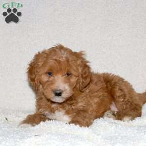 Toby, Mini Goldendoodle Puppy